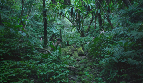 Bo Zheng, Pteridophilia 1, 2016, 17'