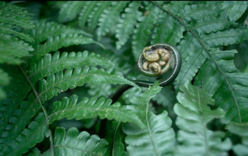 Bo Zheng, Pteridophilia 1, 2016, 17'